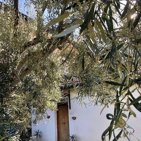 Casa vacanze Casa L'ulivo