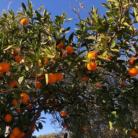 بيت للعطل Casa L'ulivo *