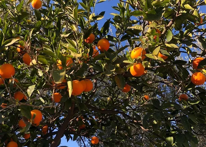Tatil Evi Casa L'ulivo *